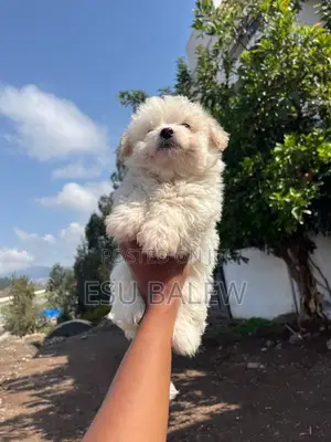 1-3 months Male Purebred Maltese