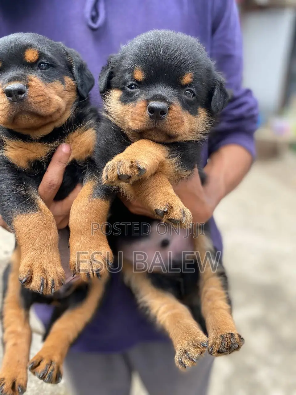 1-3 months Male Purebred Rottweiler
