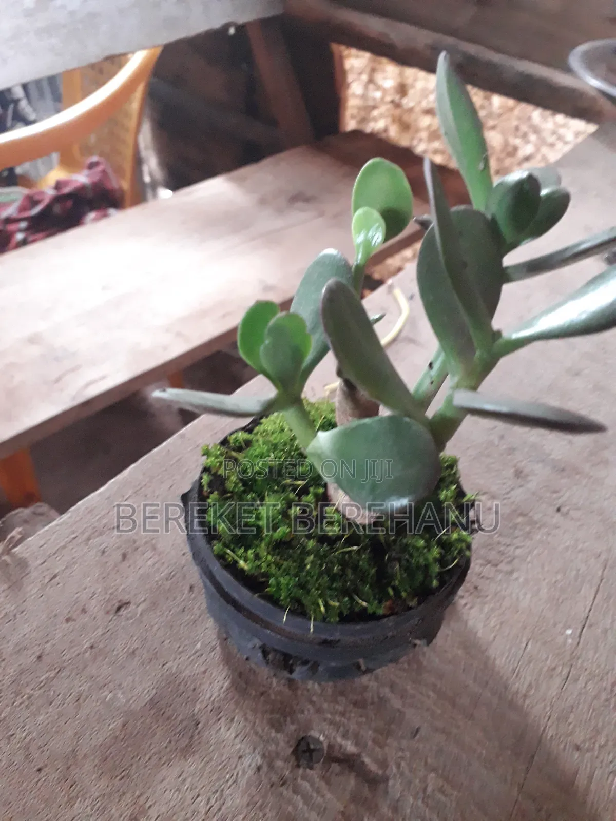 Bonsai Plants Miniature Plants