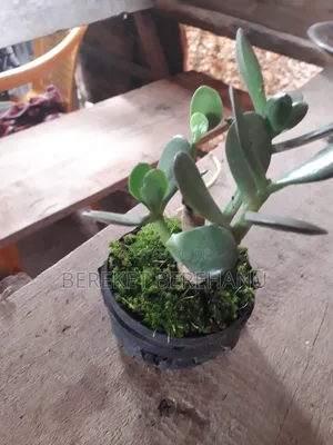 Bonsai Plants Miniature Plants