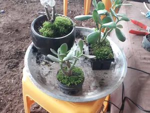 Bonsai Plants Miniature Plants