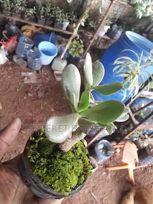 Bonsai Plants Miniature Plants