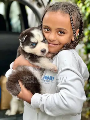 1-3 months Male Purebred Siberian Husky