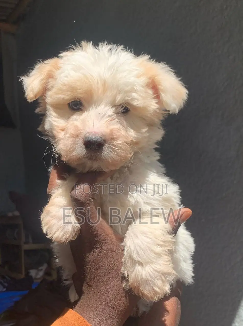1-3 months Male Purebred Maltese