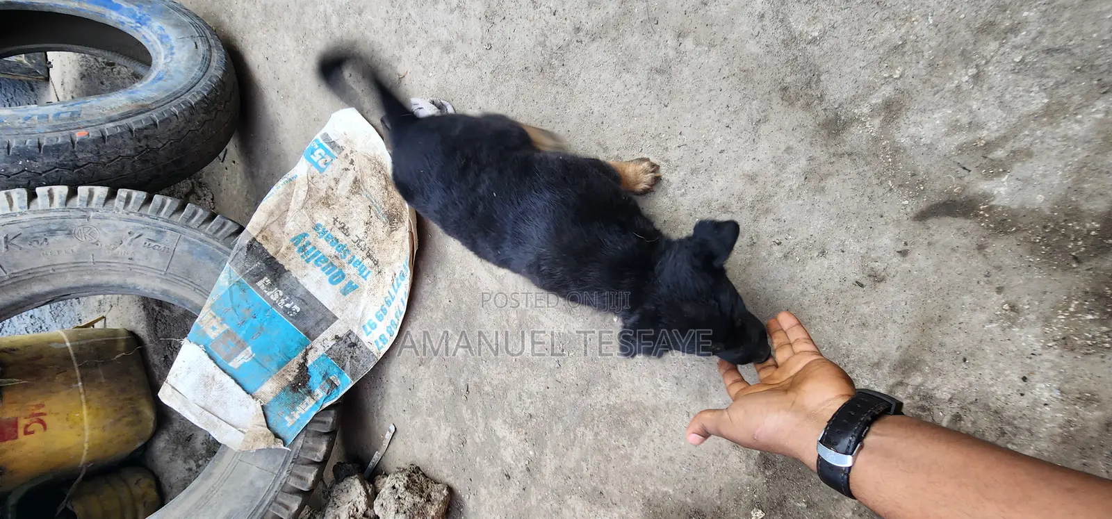 1-3 months Female Purebred German Shepherd