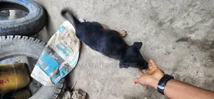 1-3 months Female Purebred German Shepherd