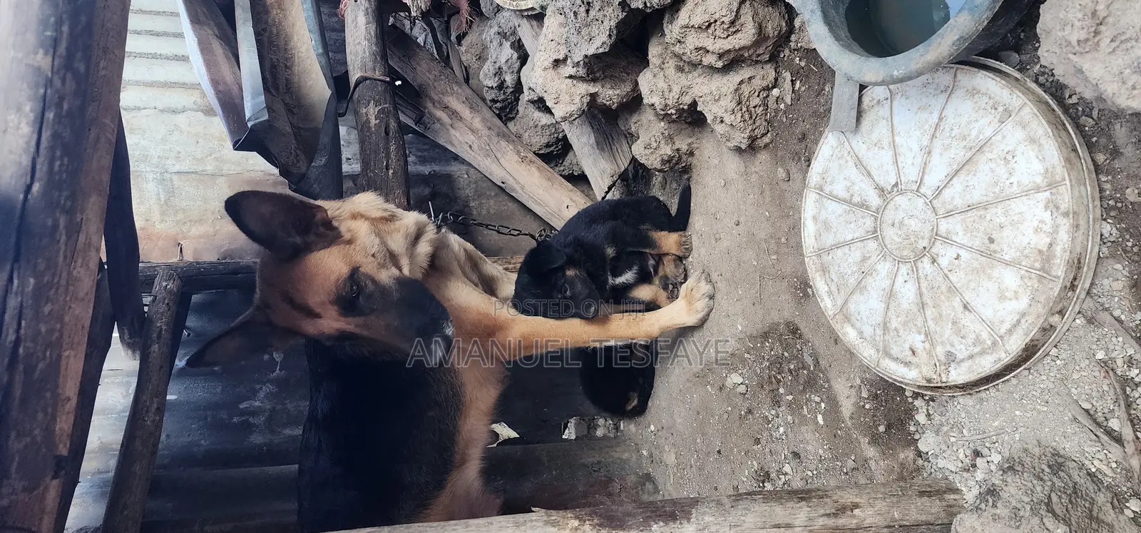 1-3 months Female Purebred German Shepherd