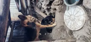 1-3 months Female Purebred German Shepherd