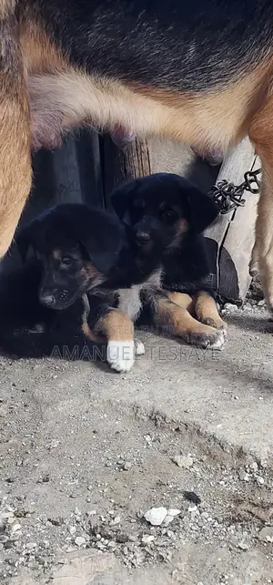 1-3 months Female Purebred German Shepherd