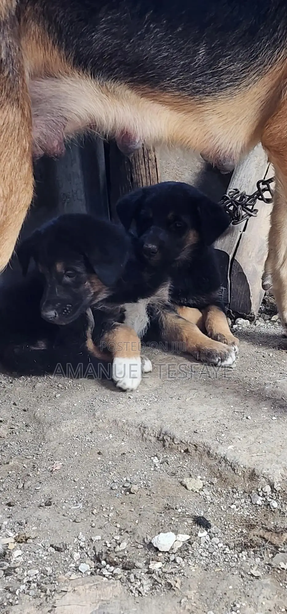 1-3 months Female Purebred German Shepherd