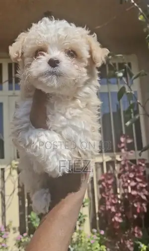 1-3 months Male Purebred Maltese