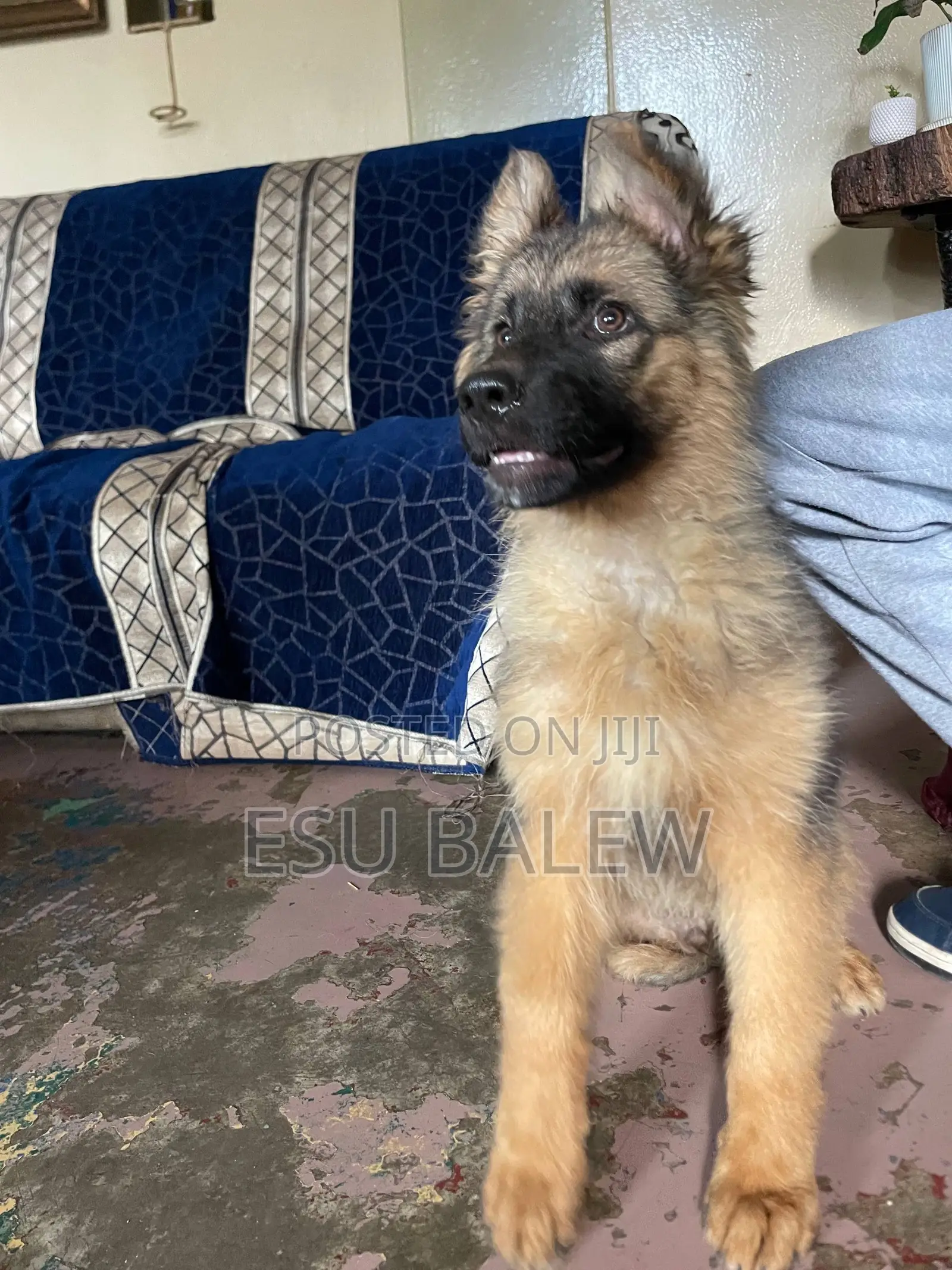 3-6 months Female Purebred German Shepherd