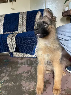 3-6 months Female Purebred German Shepherd