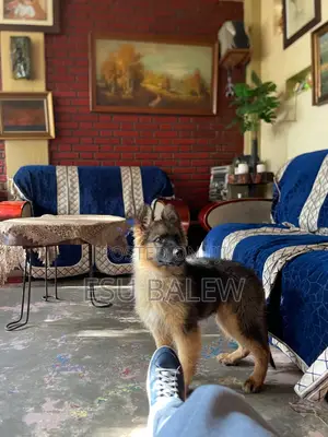 1-3 months Male Purebred German Shepherd