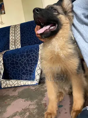 1-3 months Male Purebred German Shepherd