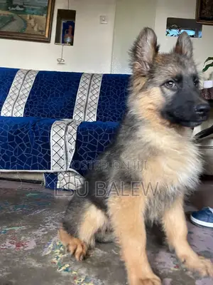 1-3 months Male Purebred German Shepherd