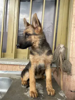 3-6 months Male Purebred German Shepherd