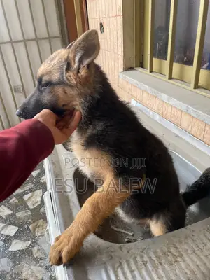 1-3 months Male Purebred German Shepherd