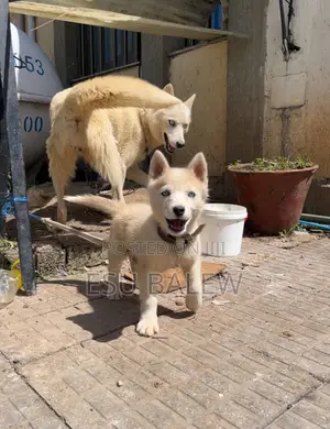 1-3 months Male Purebred Siberian Husky