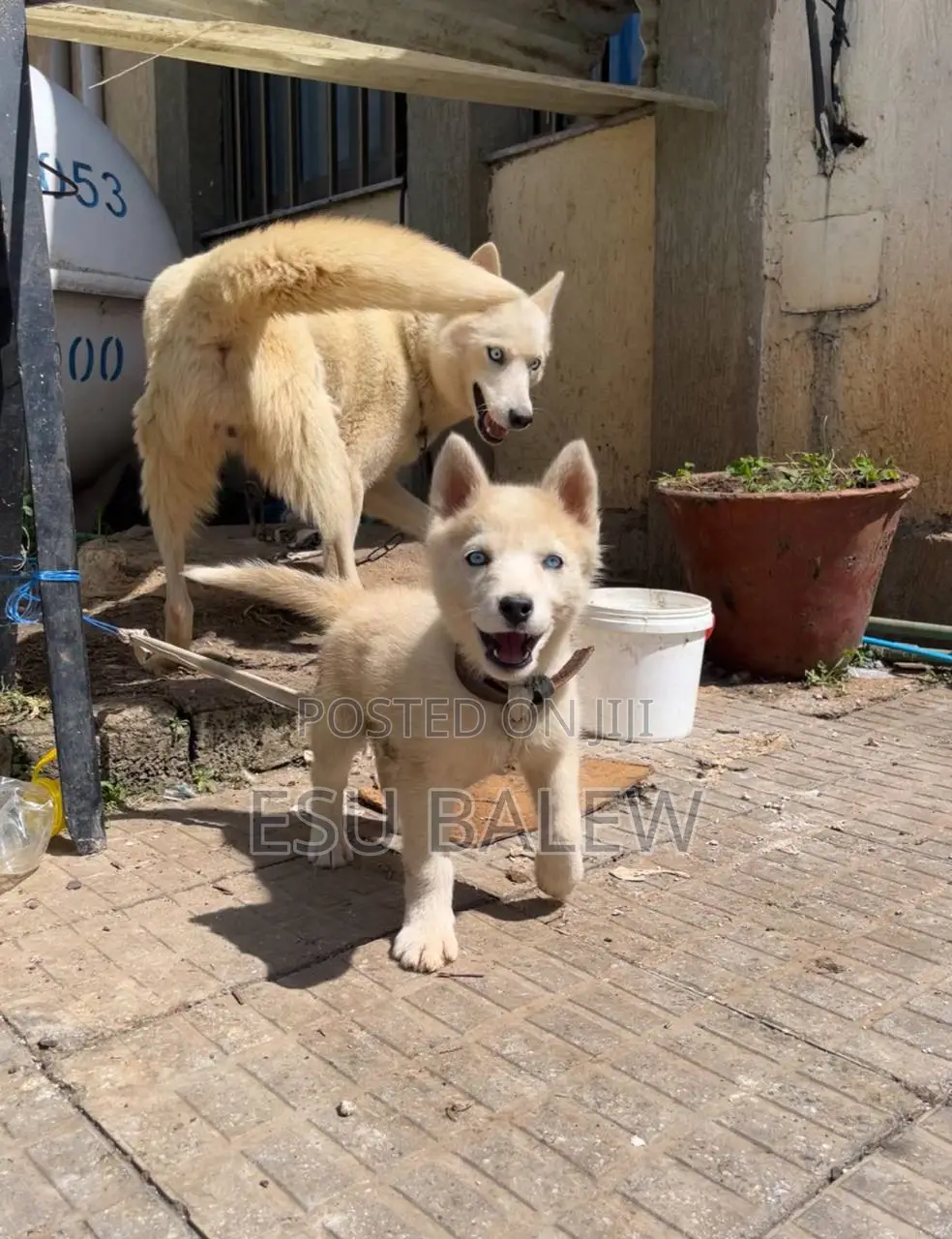1-3 months Male Purebred Siberian Husky