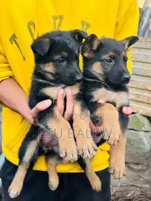 1-3 months Male Purebred German Shepherd