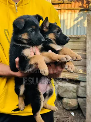 1-3 months Male Purebred German Shepherd