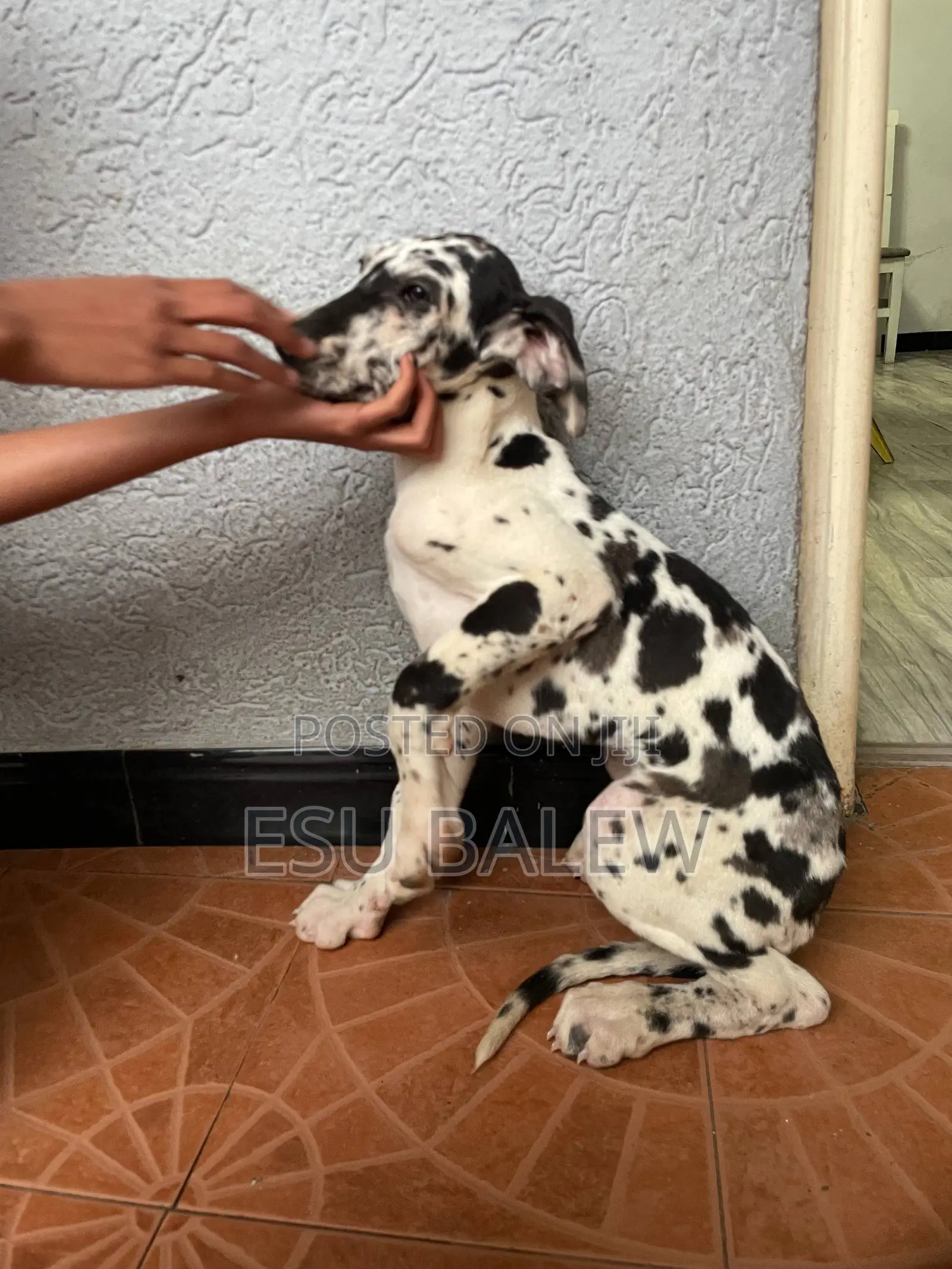 1-3 months Male Purebred Great Dane