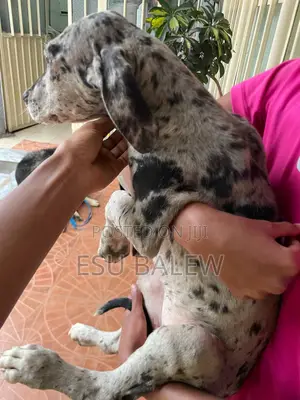 1-3 months Male Purebred Great Dane