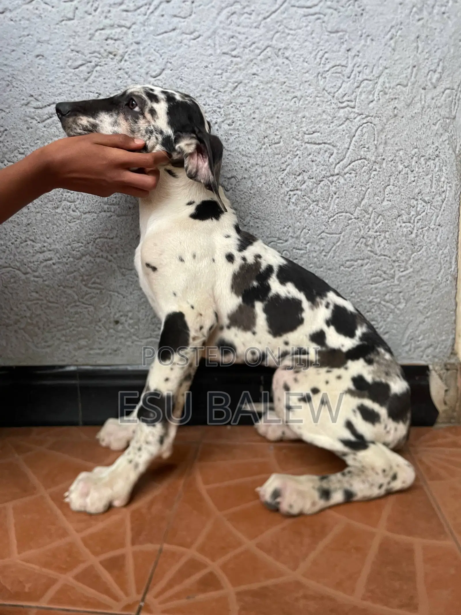 1-3 months Male Purebred Great Dane
