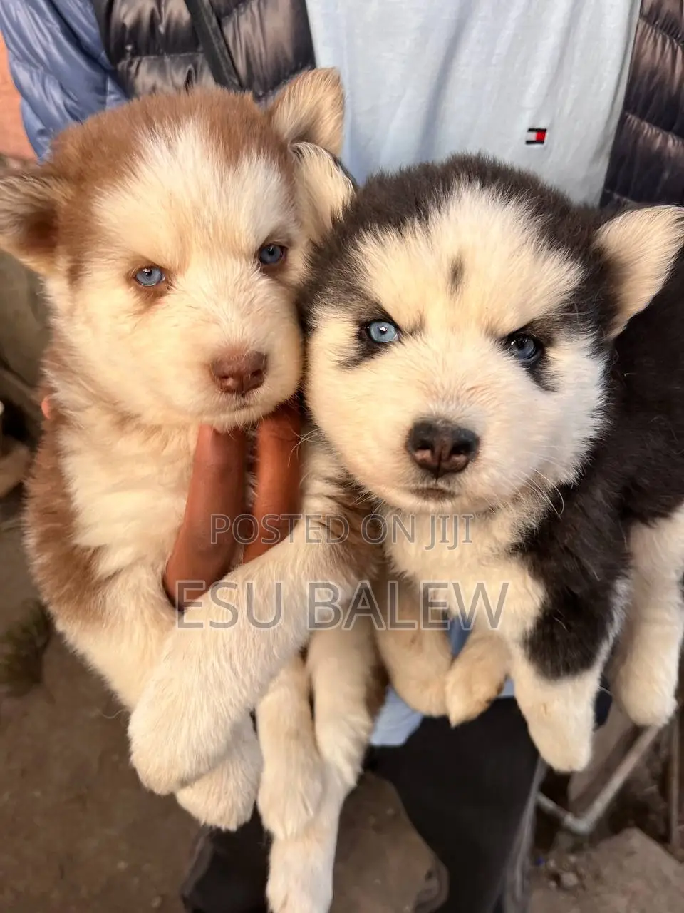 1-3 months Male Purebred Siberian Husky