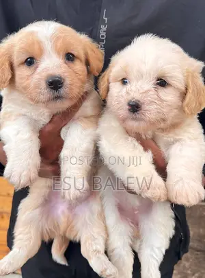 1-3 months Male Purebred Maltese