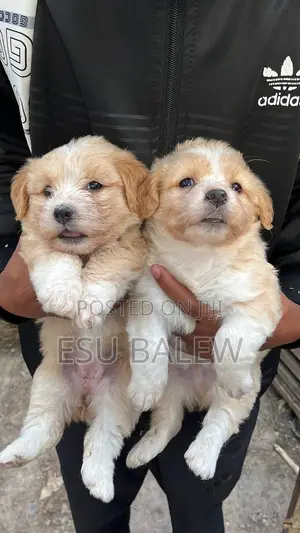 1-3 months Male Purebred Maltese