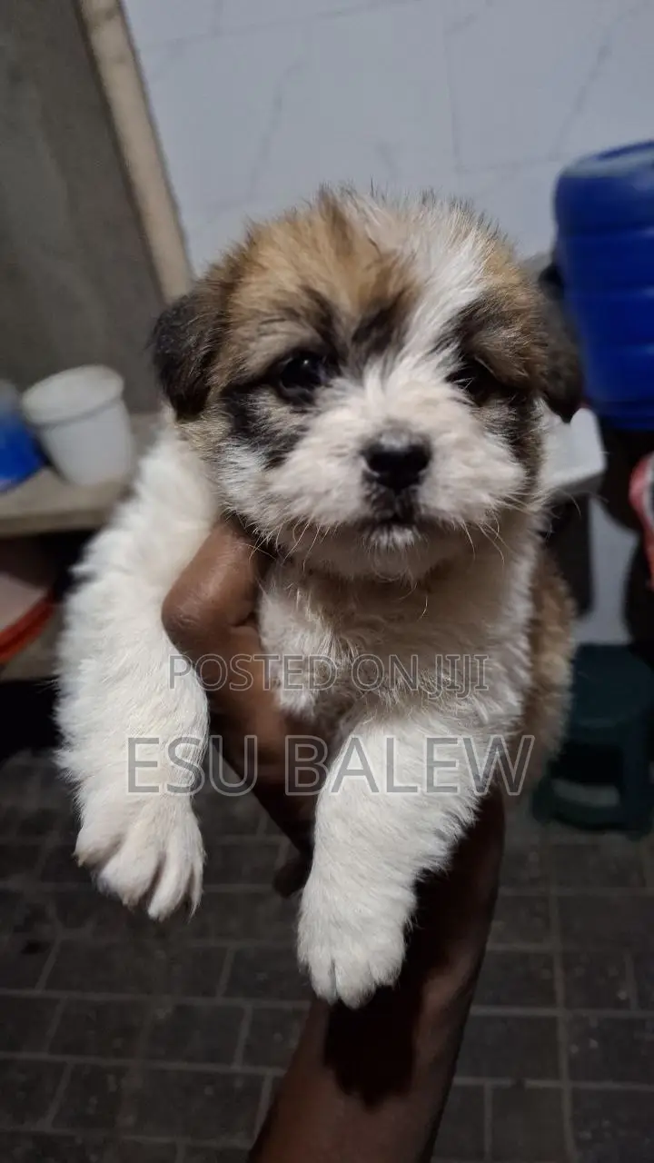 1-3 months Male Purebred Maltese
