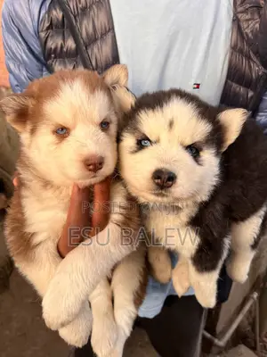 1-3 months Male Purebred Siberian Husky