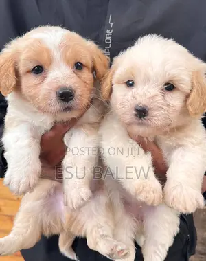 1-3 months Male Purebred Maltese