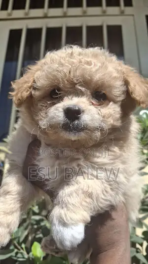 1-3 months Male Purebred Maltese