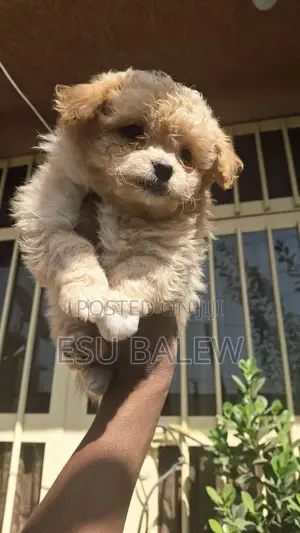 1-3 months Male Purebred Maltese