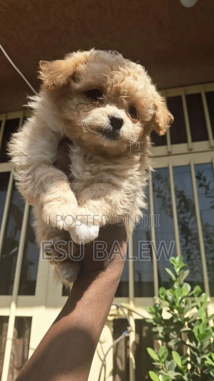 1-3 months Male Purebred Maltese