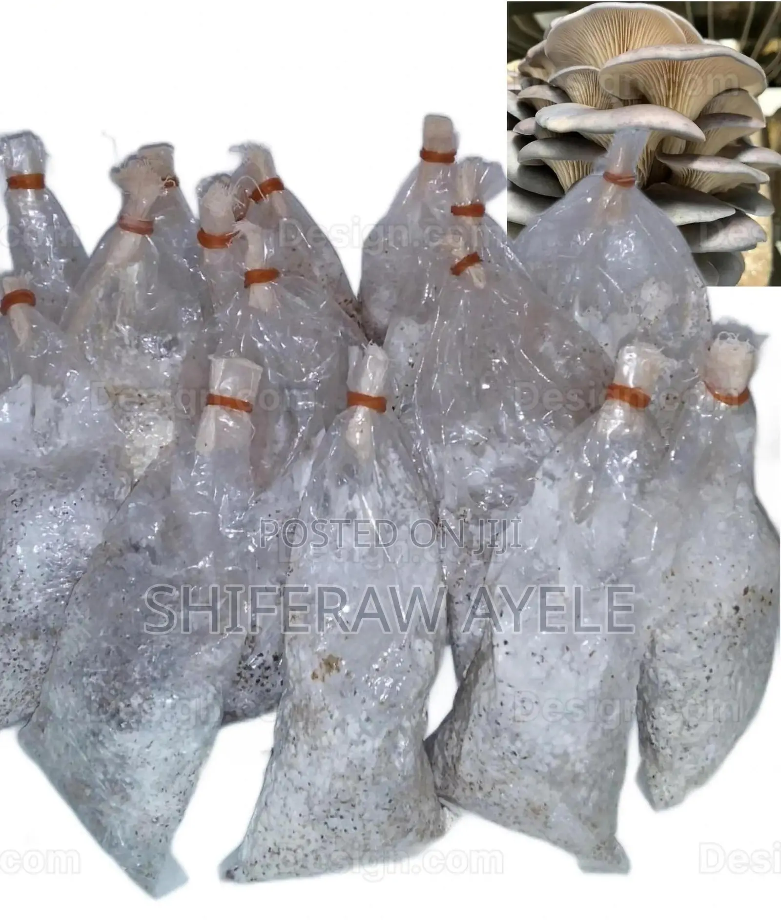 የኦይስተር እንጉዳይ ዘር (Oyster Mushroom Spawns)