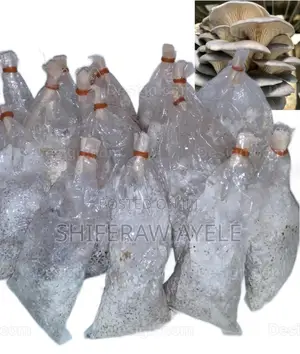 የኦይስተር እንጉዳይ ዘር (Oyster Mushroom Spawns)