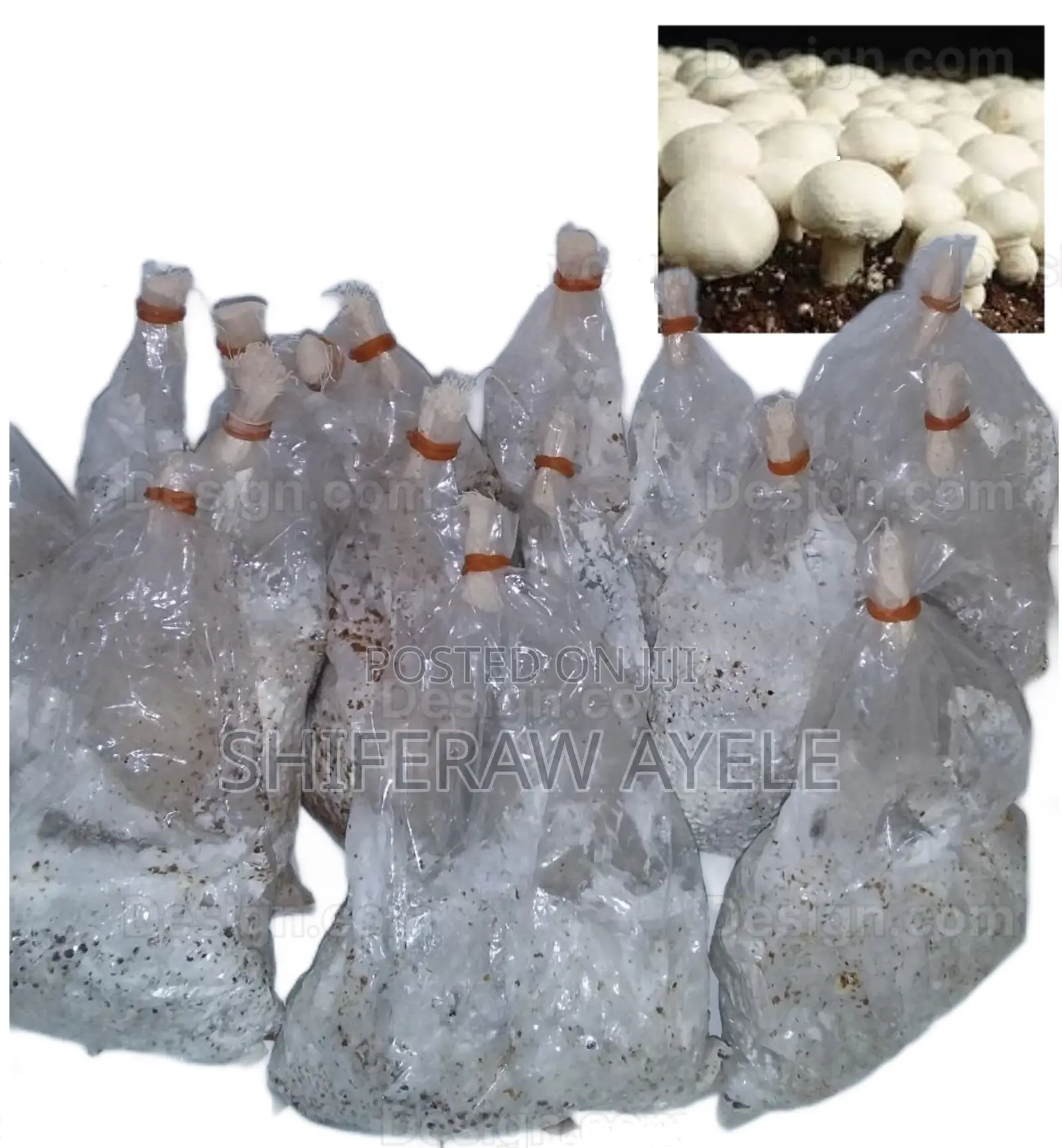 የበተን መሽሩም ዘር Button Mushroom Spawn