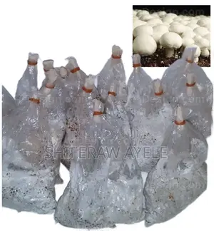 የበተን መሽሩም ዘር Button Mushroom Spawn