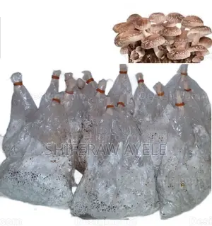 የሺታኬ መሽሩም ዘር I Shittake Spawns