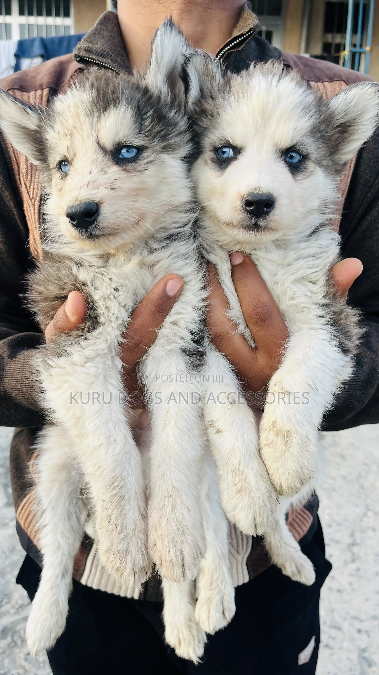 1-3 months Male Purebred Siberian Husky