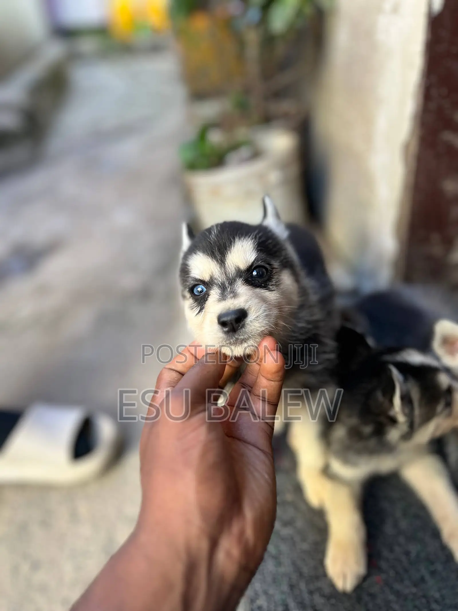 1-3 months Male Purebred Siberian Husky