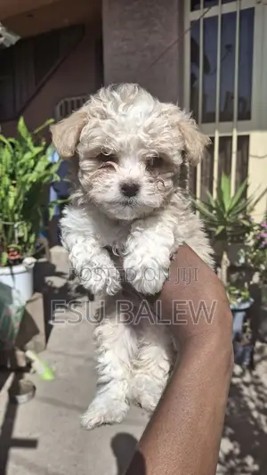1-3 months Male Purebred Maltese