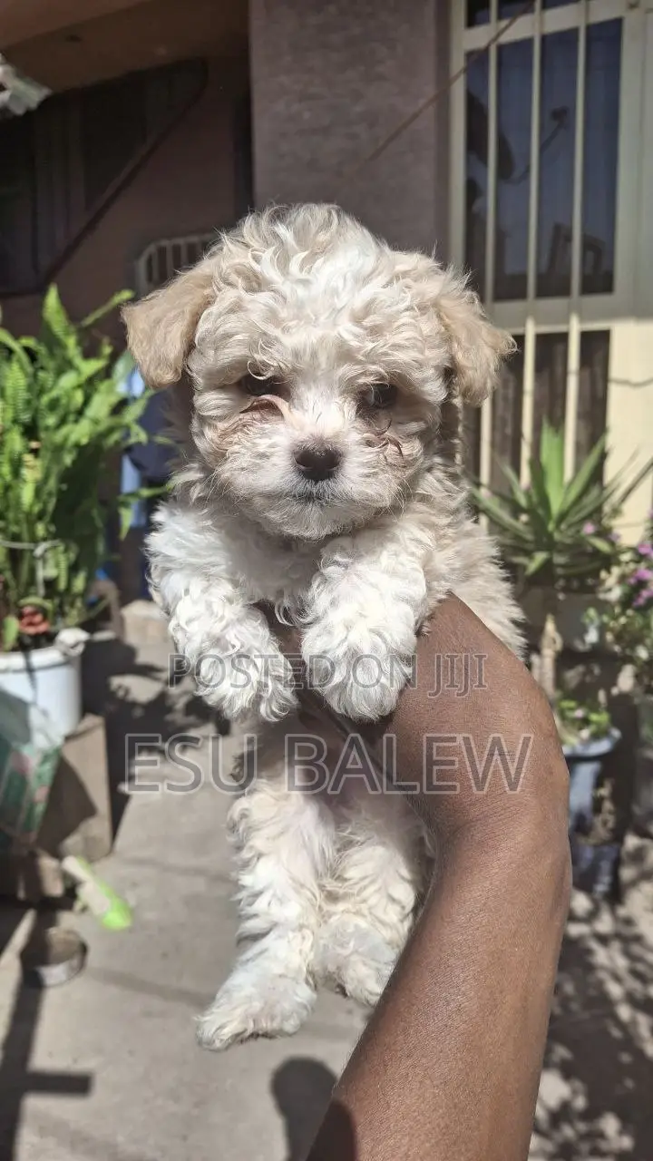 1-3 months Male Purebred Maltese
