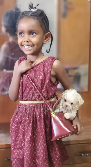 1-3 months Male Purebred Maltese