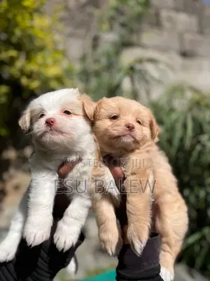 1-3 months Male Purebred Maltese