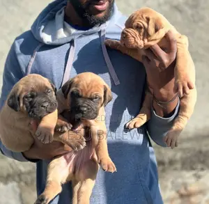 1-3 months Male Purebred Mastiff